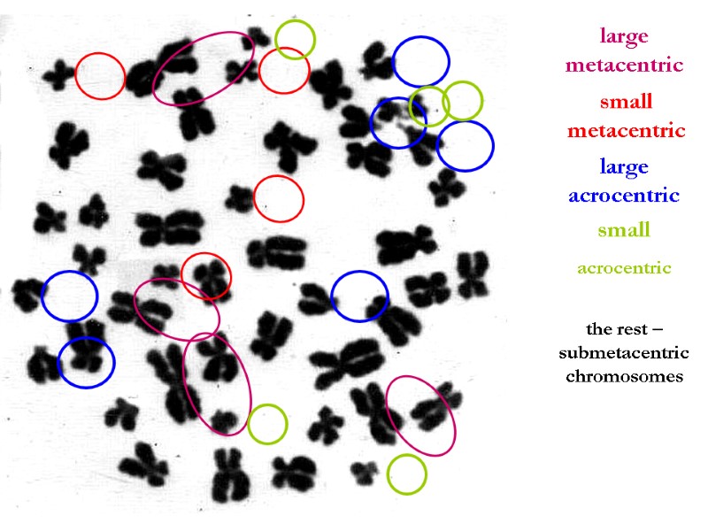 large metacentric small metacentric large acrocentric small  acrocentric the rest – submetacentric chromosomes